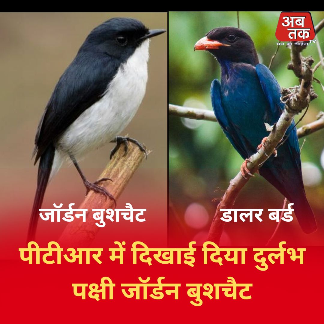  पीलीभीत:  पीटीआर में दिखाई दिया दुर्लभ पक्षी जॉर्डन बुशचैट